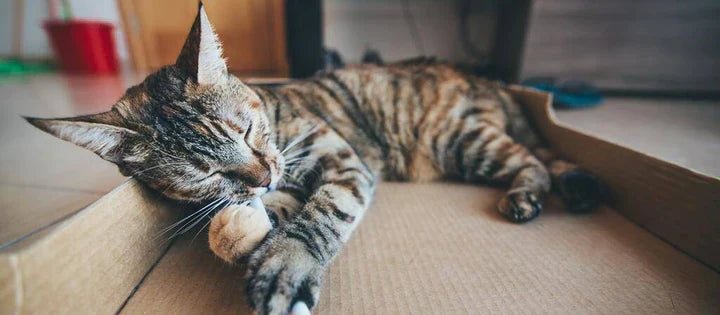 CBD For Cats: Official Guide