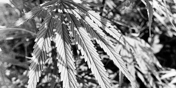 History of the Endocannabinoid System