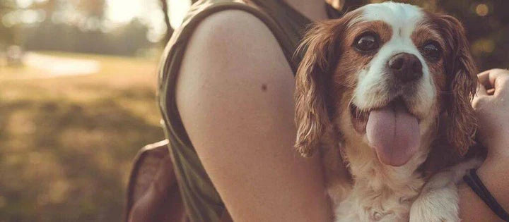 How Much CBD Oil Do I Give My Dog
