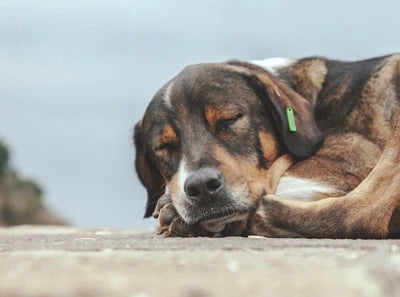 CBD Dog Treats for Sleep