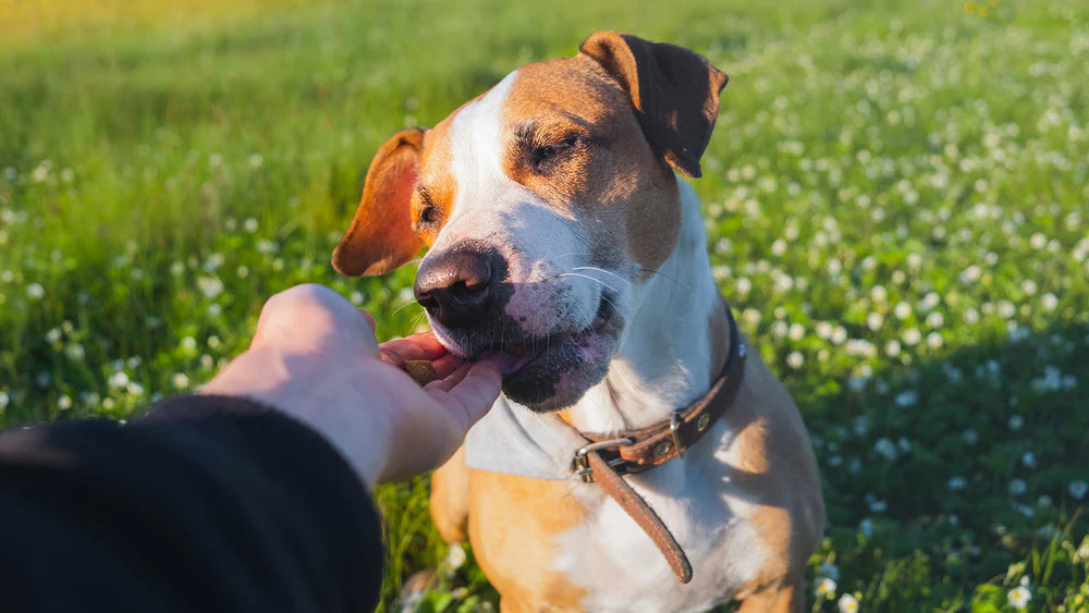 CBD Treats for Dogs: A Personal Guide to Benefits, Variety of Products, and Recommended Amounts