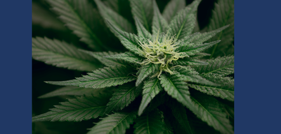 CBD Benefits: Fact of Fiction