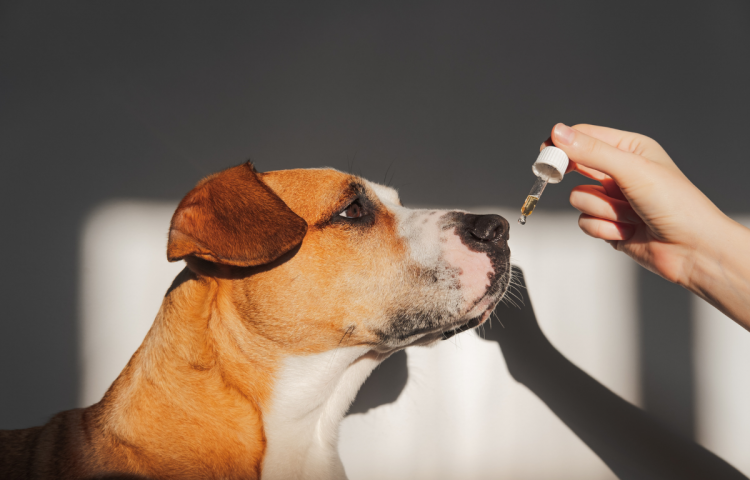 4 Uses for CBD in Dogs