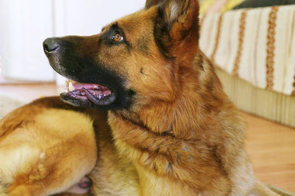 Can Drug Dogs Smell Carts?