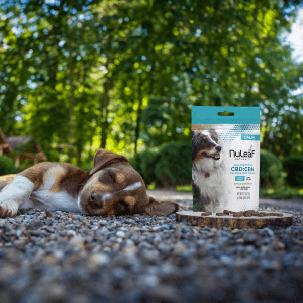 CBD Calming Chews for Dogs