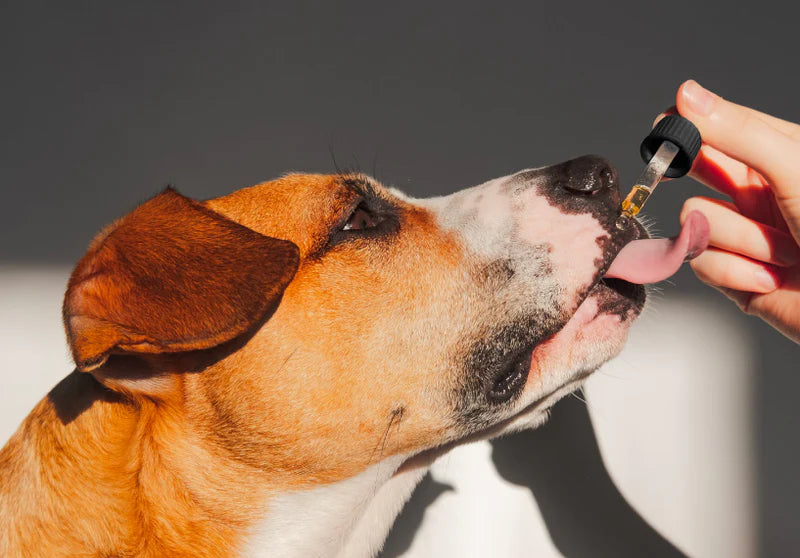 CBD Oil Tincture - Dogs, Cats & Pets