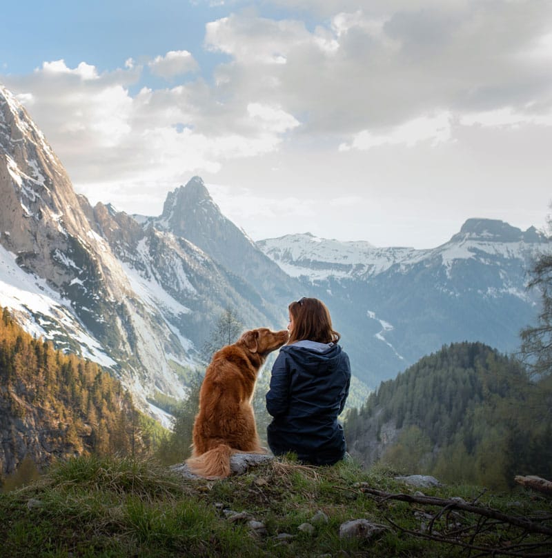 CBD Tincture for Pets
